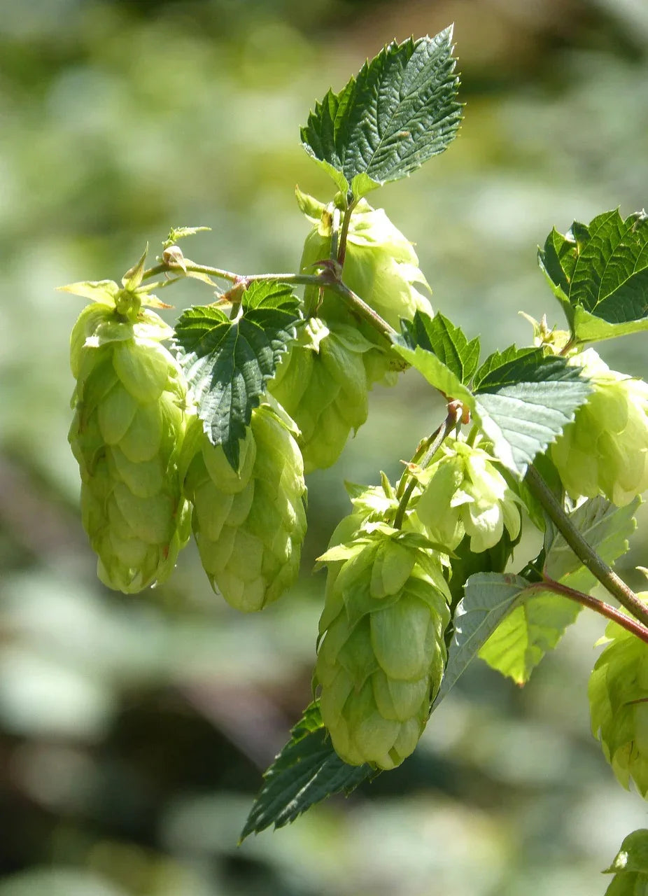 Hopfenblueten_4e8c2bbd-5f4e-46da-a057-a9df8bf8db85 - Naturheiltee