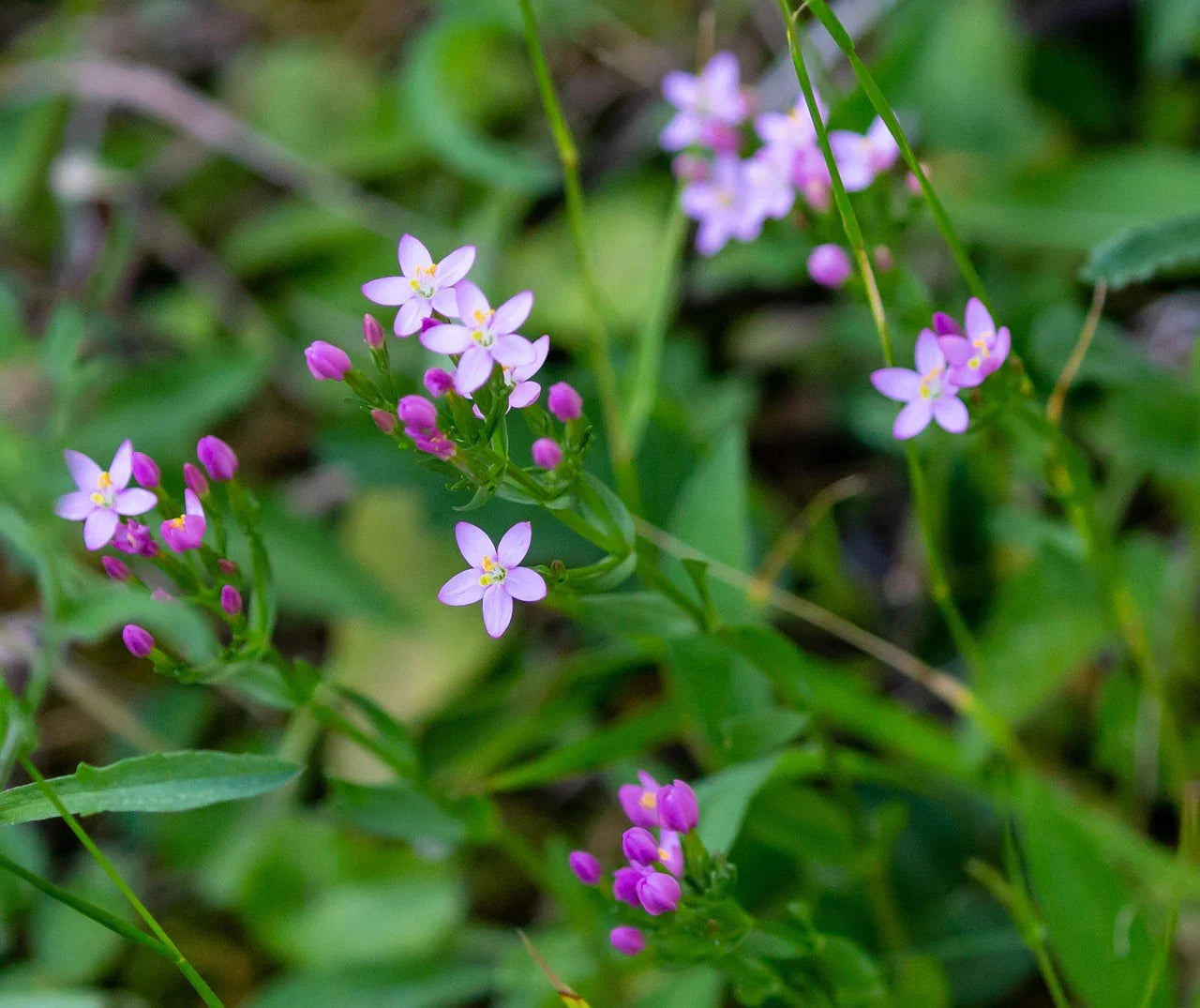 centaurium-erythraea-5349509_1280 - Naturheiltee