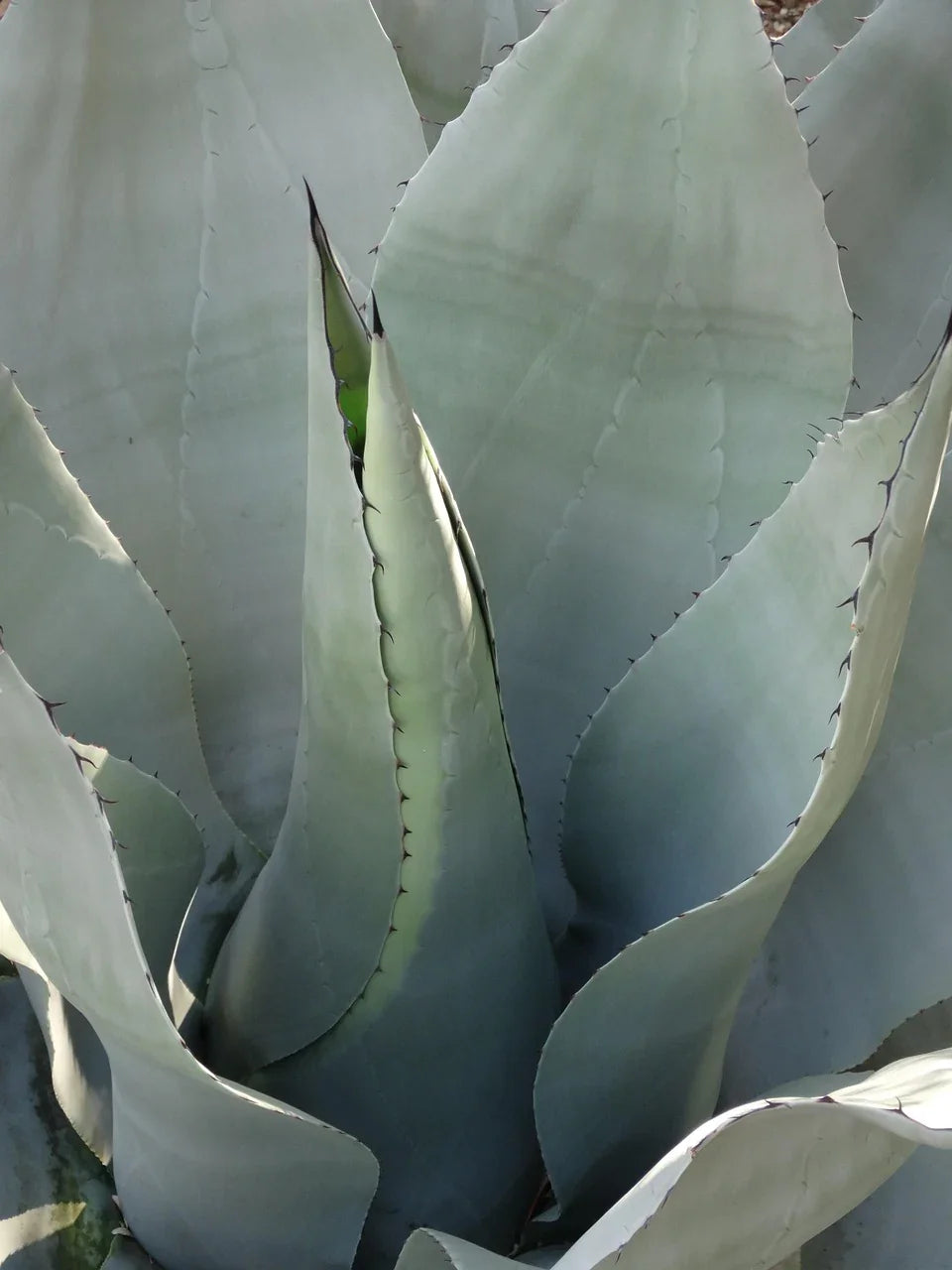 inulin-agave - Naturheiltee