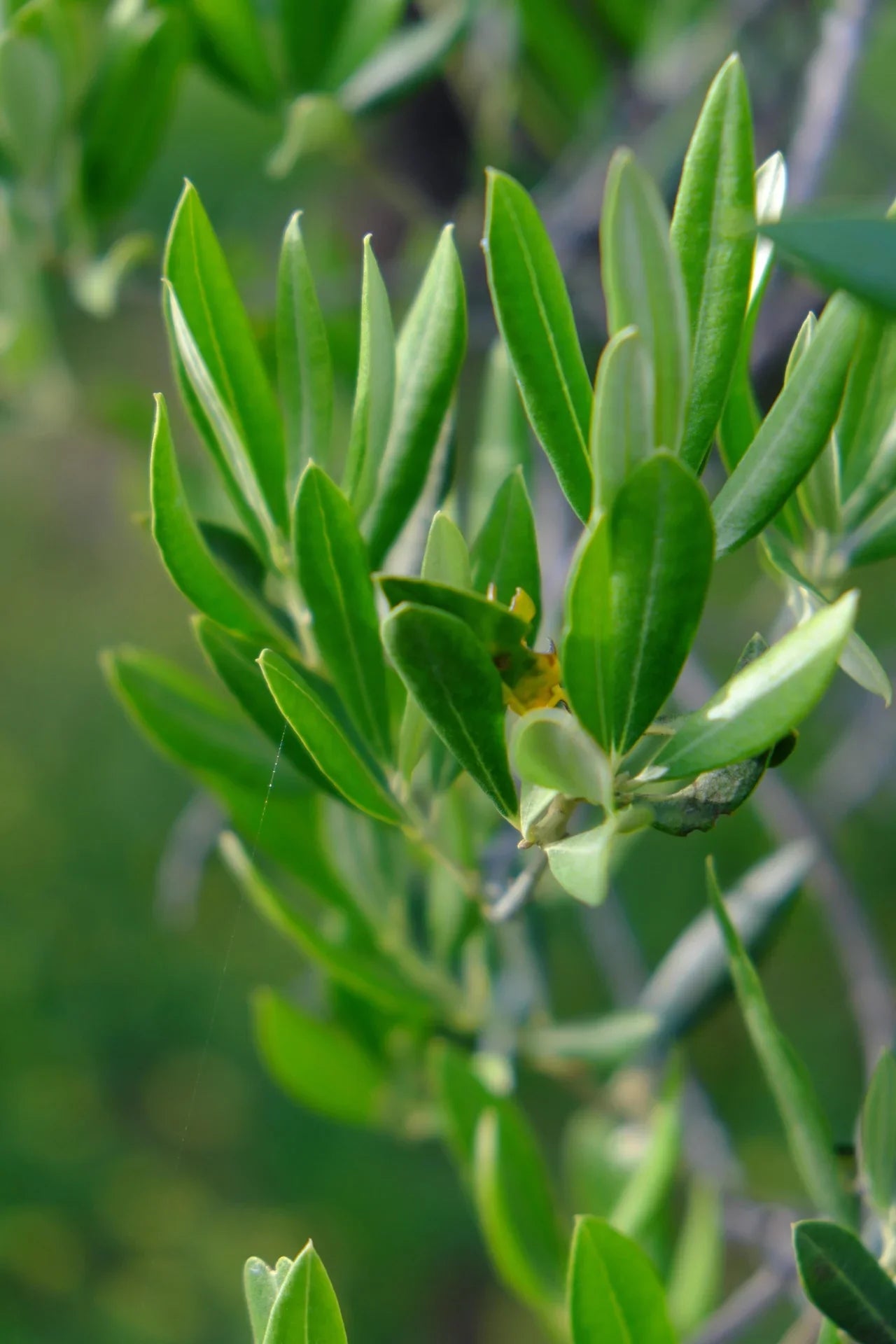 olive-branch-5393239_1920 - Naturheiltee