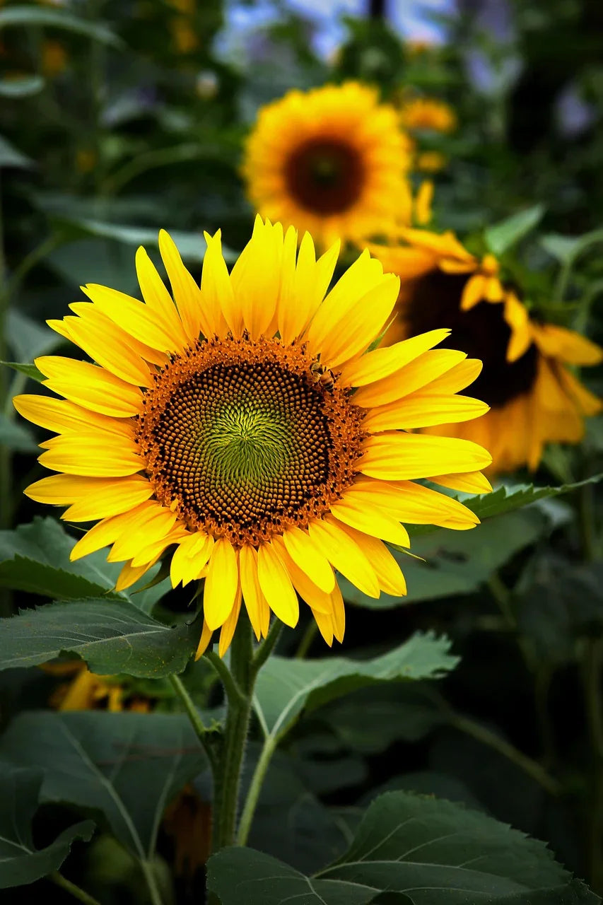 sonnenblume - Naturheiltee