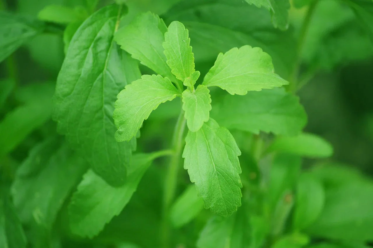 stevia-74187_1280 - Naturheiltee