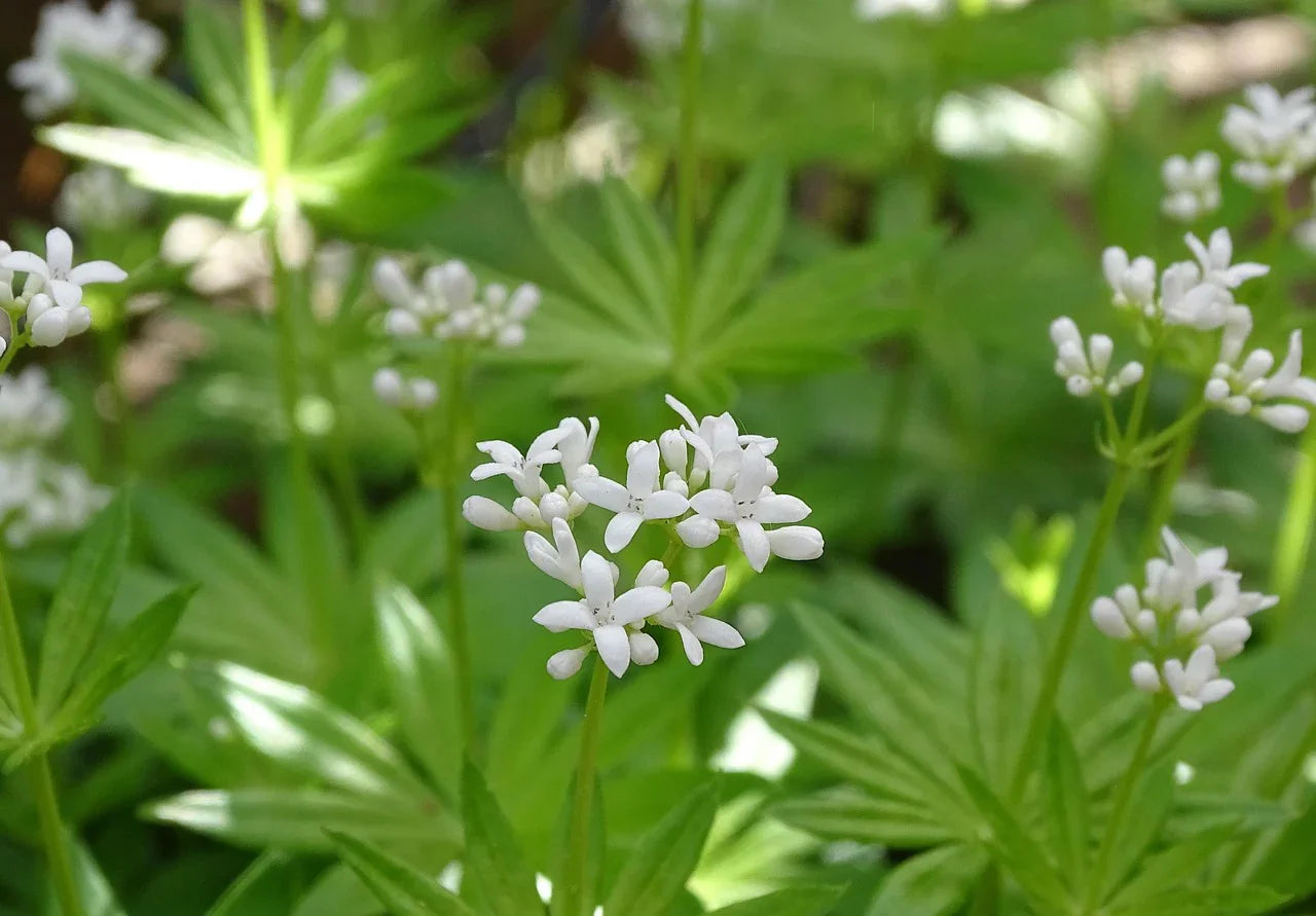 waldmeister-3363468_1280 - Naturheiltee