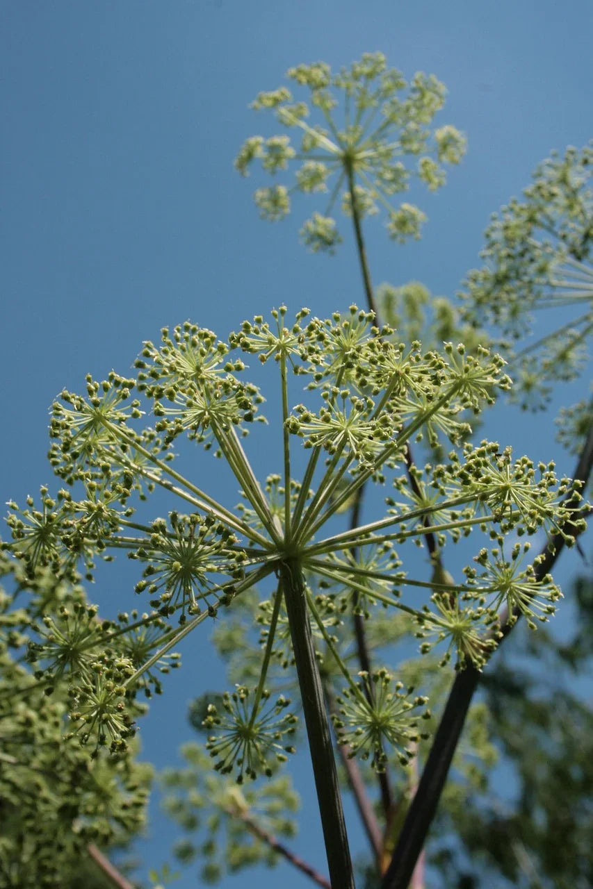 Angelikawurzel_4a9de24c-5ac0-49ea-b18e-f8f6ef97e042 - Naturheiltee