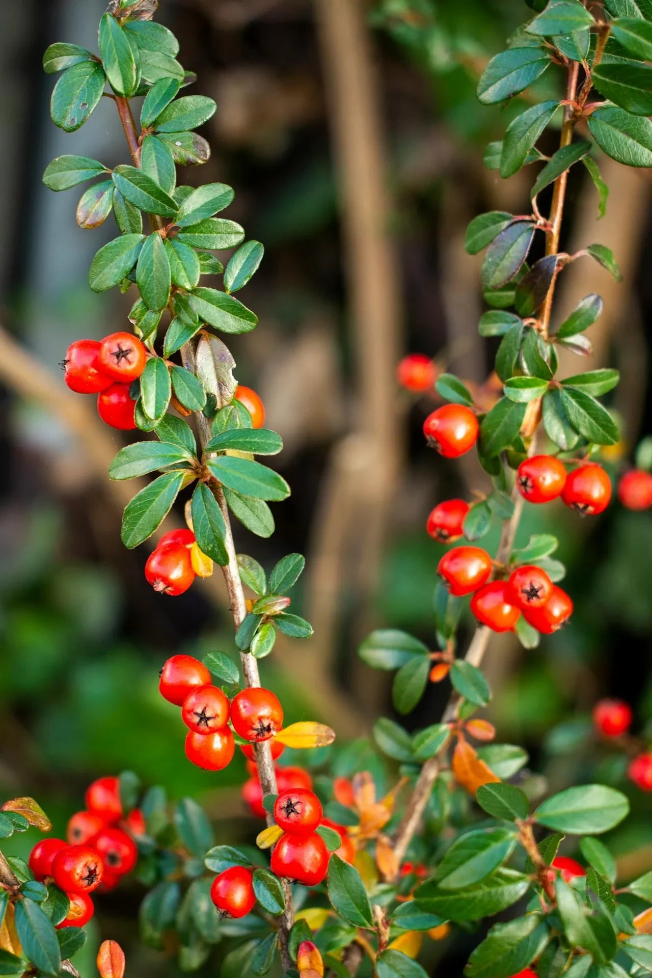 Baerentraubenblaetter_ea8b5741-cab4-493b-87d1-13da7983d655 - Naturheiltee