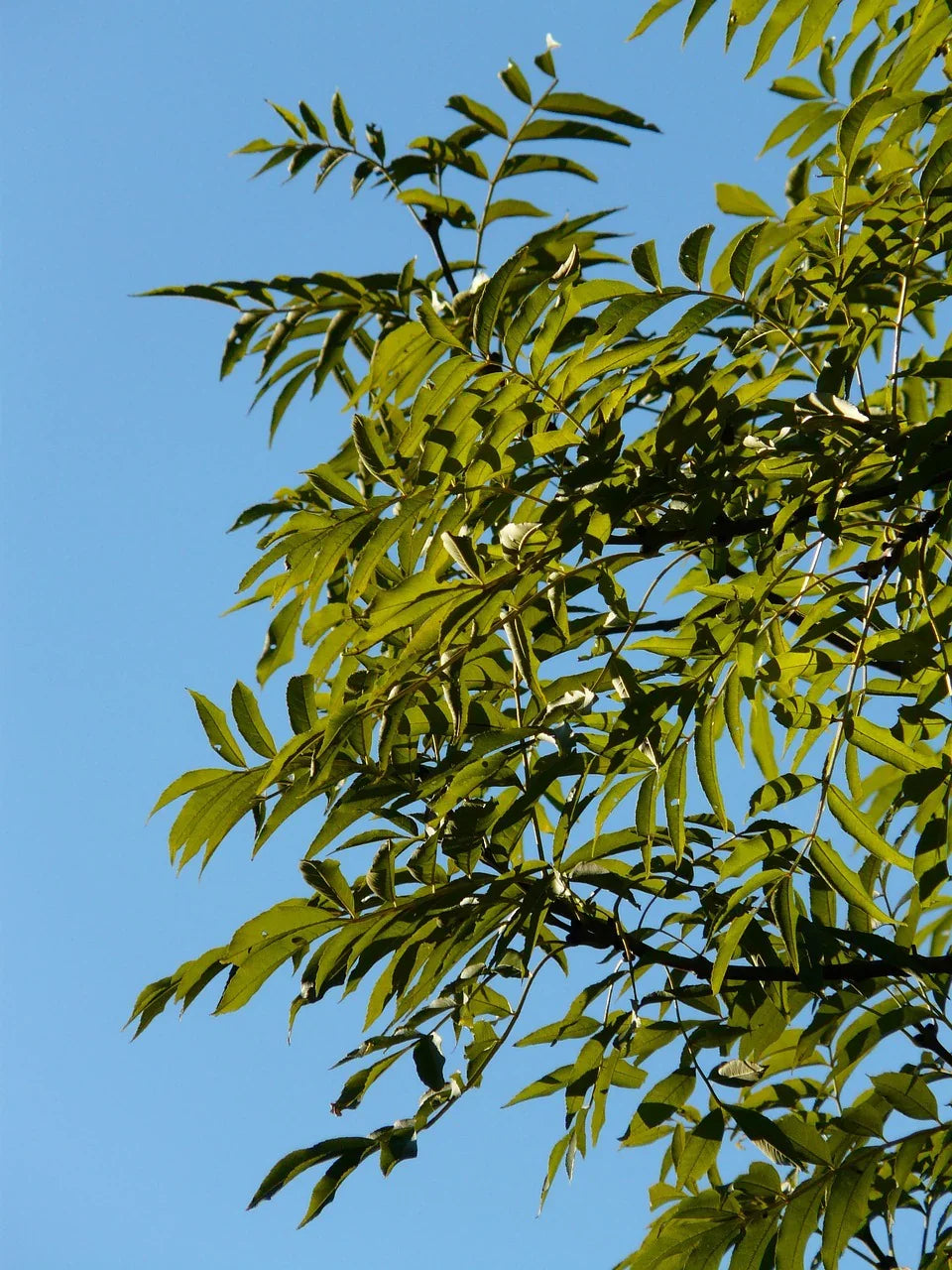 Eschenblaetter_8d70ed91-04e3-4d3c-b4a8-12097381b322 - Naturheiltee