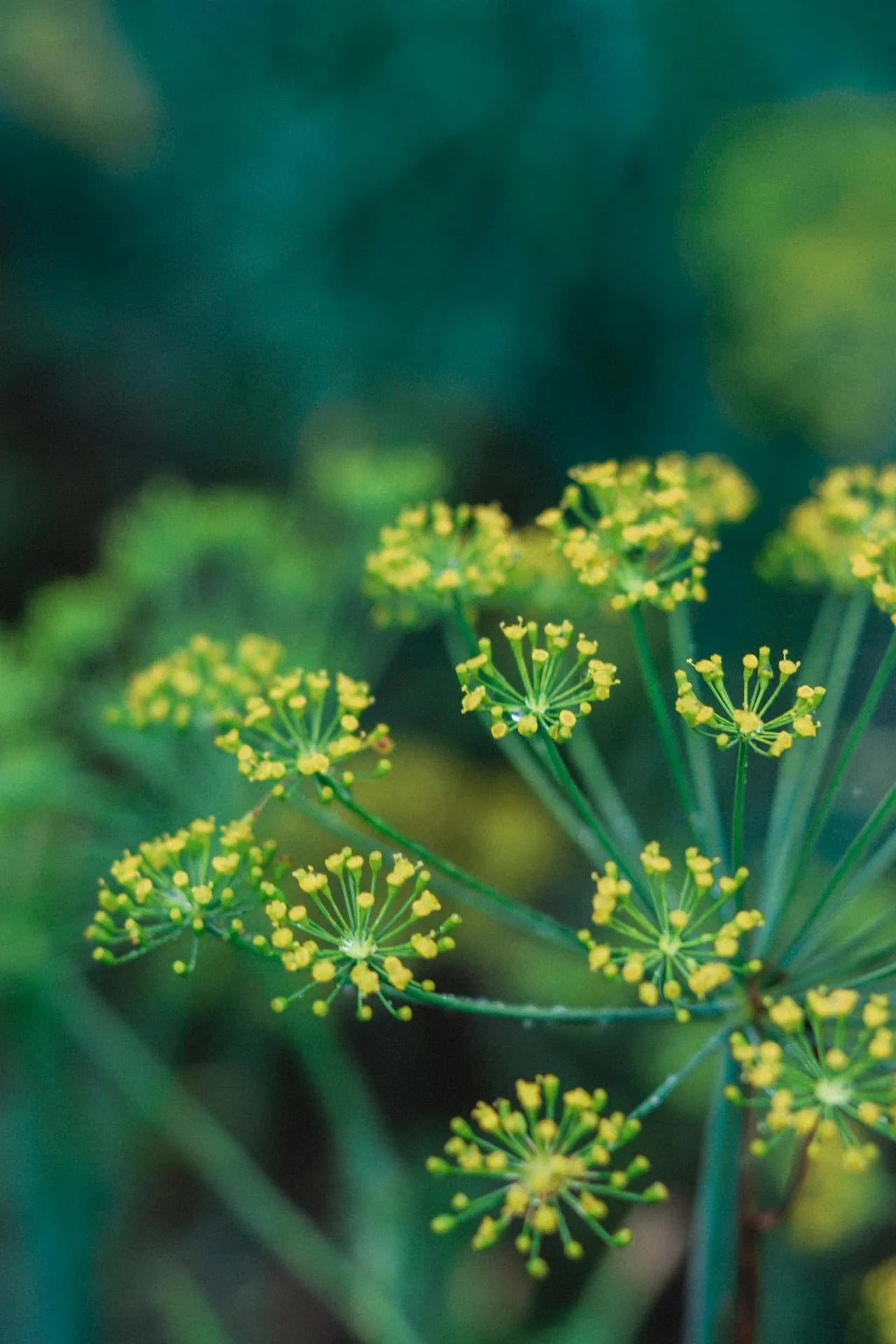 Fenchel_1a2a1192-d8ae-4b5e-abda-2670161f373c - Naturheiltee