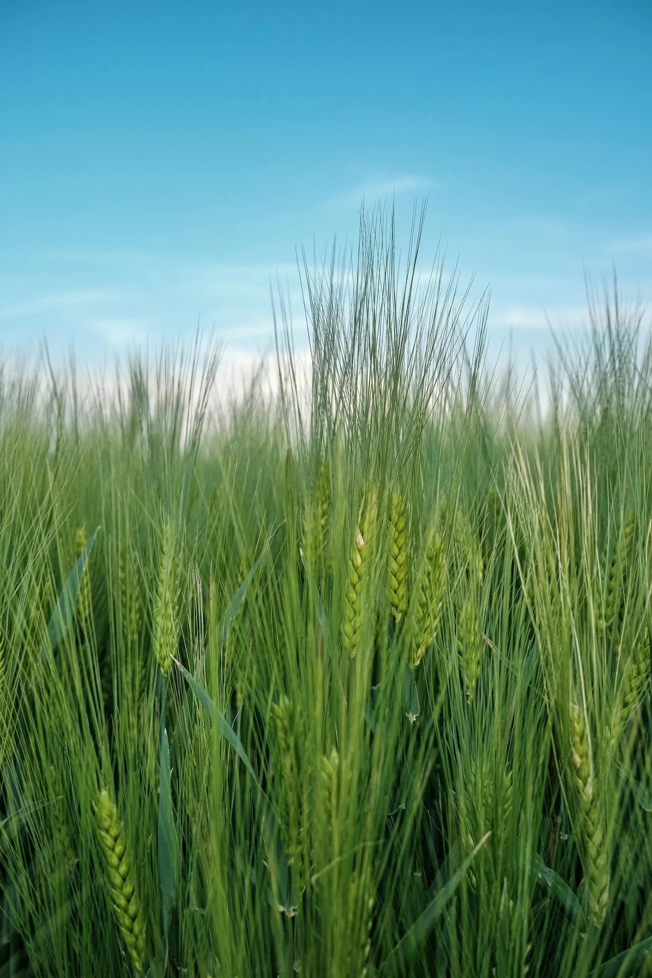 Gerstengras - Naturheiltee