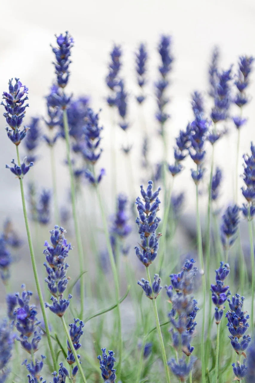 Lavendelblueten_0a57a4d2-2987-45d4-8d15-49ad835efd83 - Naturheiltee