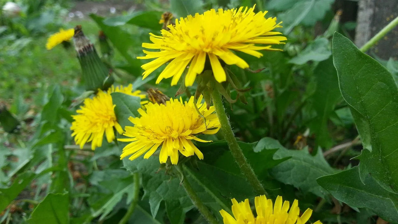 Loewenzahnkraut_mit_Wurzel_e6706e65-0ece-4d55-98b4-810559b21bbd - Naturheiltee