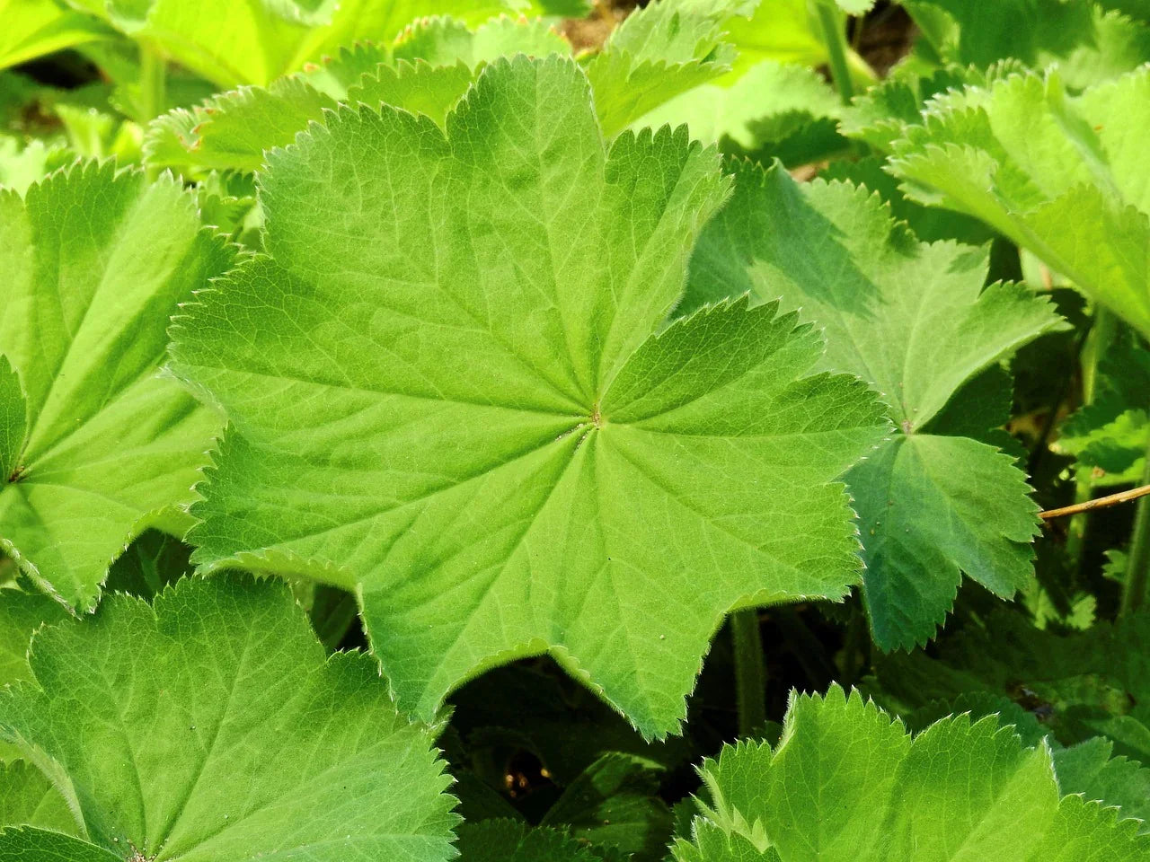 alchemilla-2257638_1280 - Naturheiltee