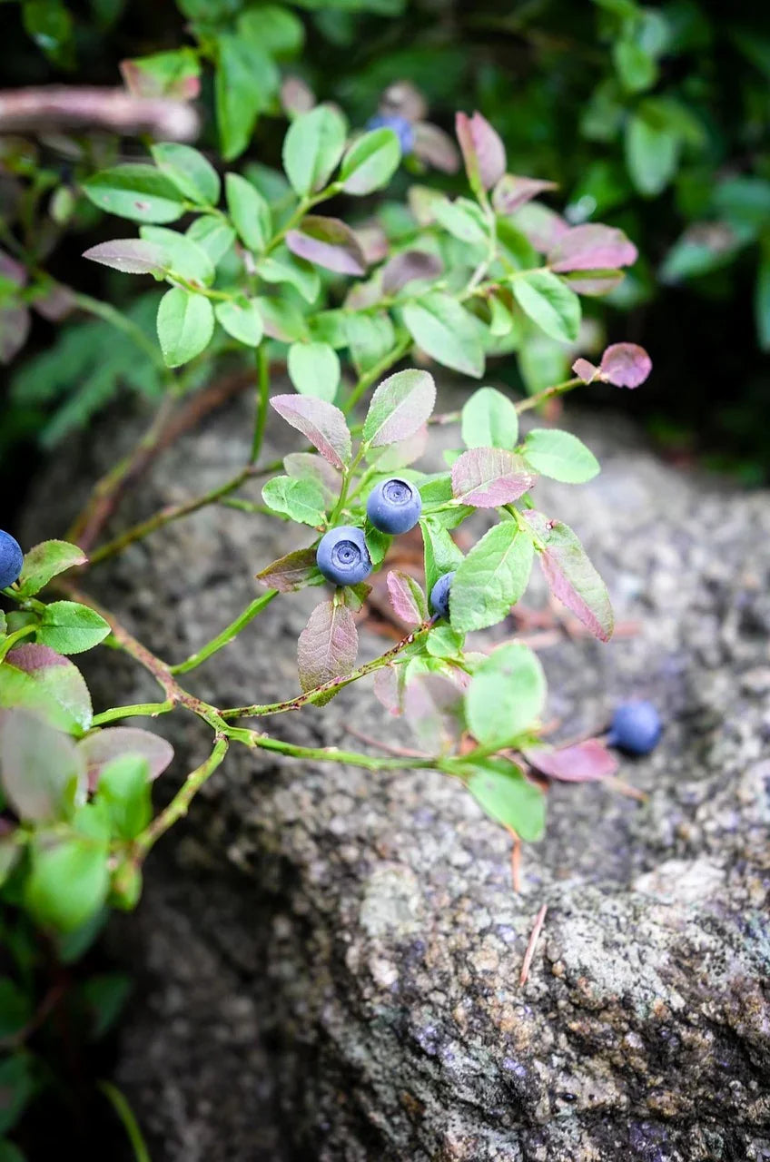 blueberry-2537659_1280 - Naturheiltee