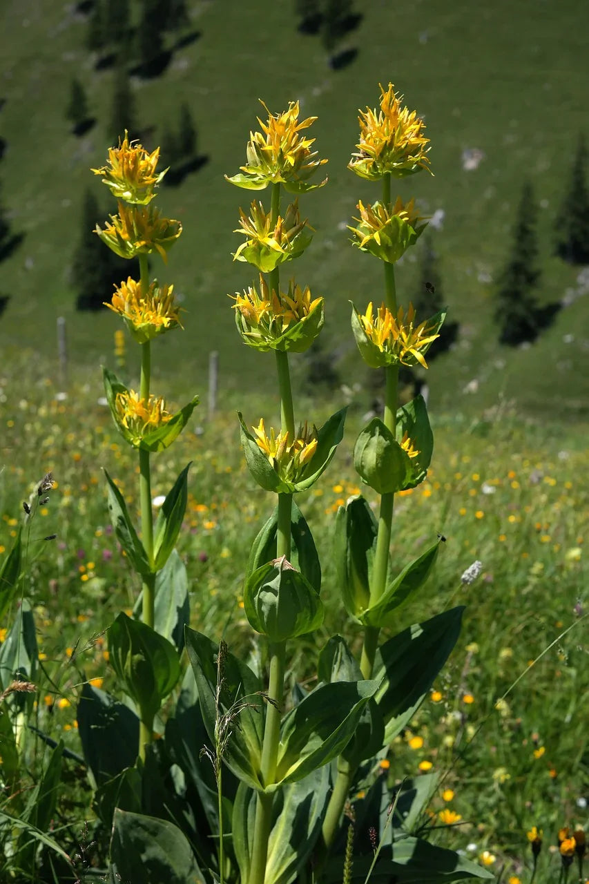 gelber_enzian - Naturheiltee