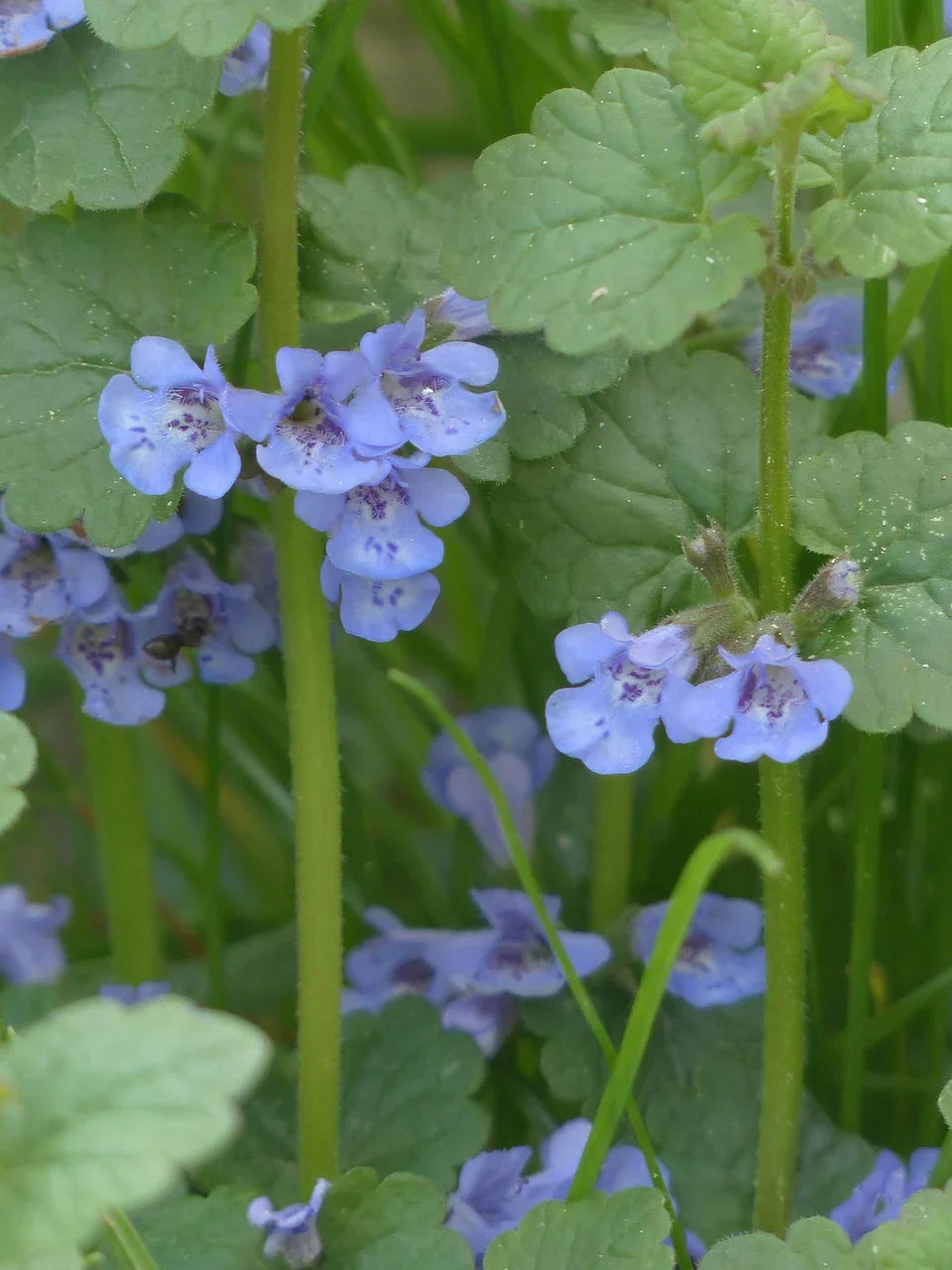 ground-ivy-116263_1280 - Naturheiltee